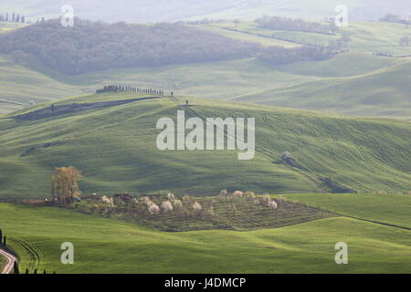 Toskana-Landschaft mit grünen Hügeln, Bäumen, weichen Kurven Stockfoto