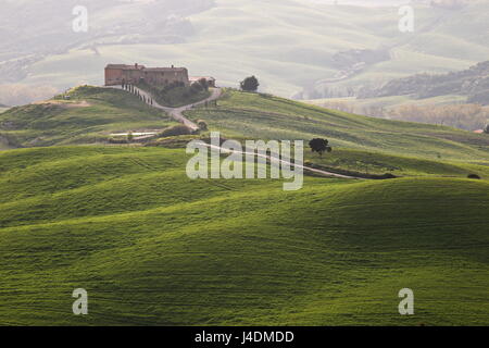 Toskana-Landschaft mit grünen Hügeln, Zypressen, weichen Kurven Stockfoto