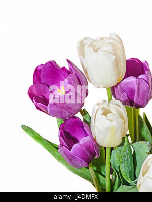 Haufen von violetten und weißen Tulpen Blumen Blumengesteck schließen sich isoliert. Stockfoto