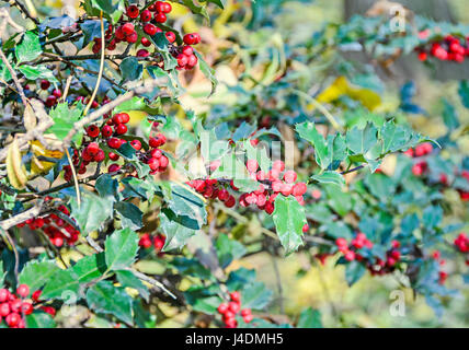 Ilex oder Holly rote Früchte, Strauch Gattung in der Familie Phellinaceae. Stockfoto