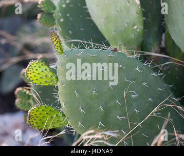 Kaktus Opuntia (Feigenkaktus) mit Baby-pad Stockfoto