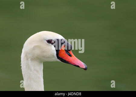 Höckerschwan Stockfoto