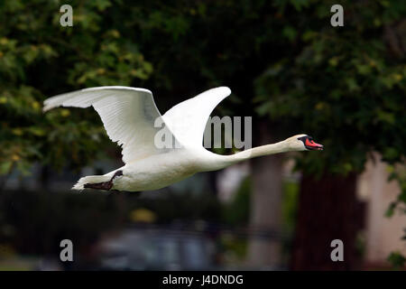 Höckerschwan Stockfoto