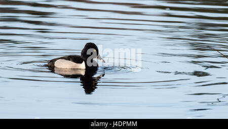 Männlich (Drake) Ring – Necked Duck (Aythya Collaris) im Frühjahr.  Schwarzen & weiße Ente besucht nördlichen Seen und Teiche in der Brutzeit. Stockfoto