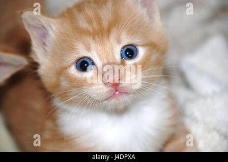 Orange Tabby Kitten Stockfoto