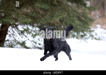 Schwarz Flat-Coated Retriever Stockfoto