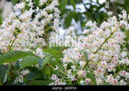 Kastanie Blumen in voller Blüte Stockfoto