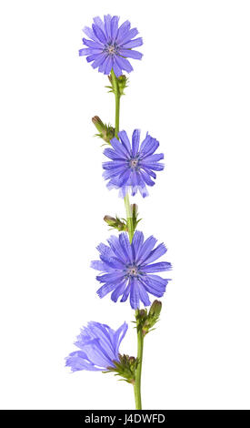 Blumen von Chicorée (Cichorium Intybus) isoliert auf weiss Stockfoto