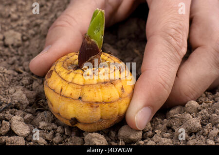 Hand, die gekeimten Glühbirne der Gladiolen im Garten anpflanzen Stockfoto