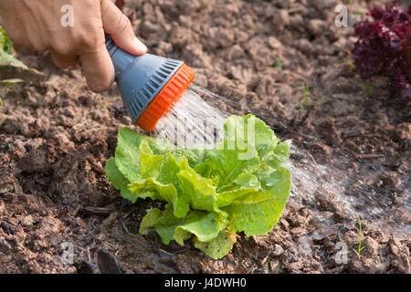 die Hand Bewässerung Salat im Gemüsegarten Stockfoto