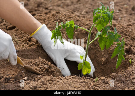 Frau Hände in Handschuhe Sämling von Tomaten im Gemüsegarten anpflanzen Stockfoto