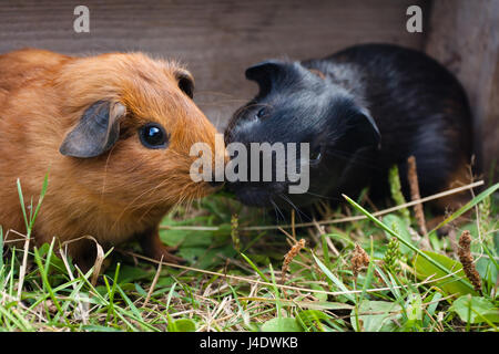 zwei junge Meerschweinchen im Käfig Stockfoto