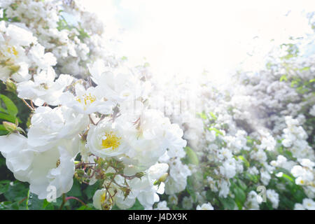 Viele weiße Blüten von einem weitläufigen Rose an einem sonnigen Sommertag gegen das Licht, Text oder Kopie Space Shot, Hintergrund Vorlage Stockfoto