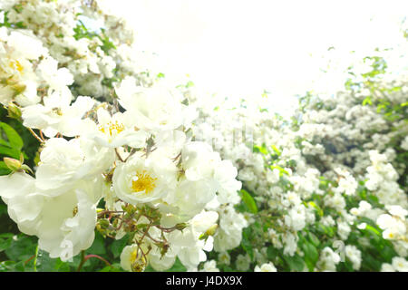 Viele Blüten der Weißen rambler Rose an einem sonnigen Sommertag im Gegenlicht und Soft Focus, Text oder Kopie Raum, Hintergrund Vorlage Stockfoto