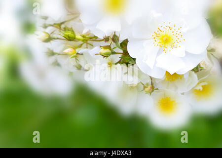 Weiße rose Blumen in voller Blüte an einem Sommertag, close-up auf einer Blüte, Grün verschwommenen Hintergrund, Text oder Kopie Raum Stockfoto