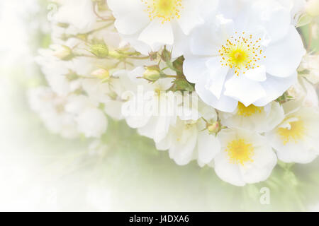 Weiße rose Blumen in voller Blüte an einem Sommertag in einem romantischen weiches Licht, viel Text oder Kopie Raum, Hintergrund Vorlage für Hochzeit oder Geburtstag ca Stockfoto