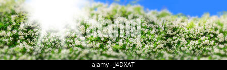 White Rambler Rosen gegen die Sonne geschossen auf ein Sommertag mit blauem Himmel, Panorama Format, unscharfe Grenze mit Miniatur-effekt, Hintergrund Vorlage Stockfoto