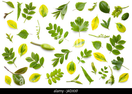 Grüne Blätter Sammlung isoliert auf weißem Hintergrund. Flach zu legen. Ansicht von oben Stockfoto
