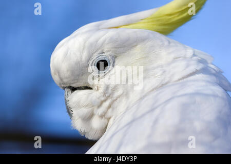 Closeup Portrait weniger Schwefel crested Kakadu (Cacatua Sulphurea) Hintergrund des blauen Himmels.  Weniger Schwefel crested Cockatoo (al Stockfoto