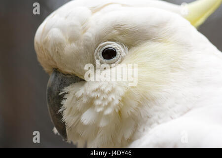 Closeup Portrait weniger Schwefel crested Kakadu (Cacatua Sulphurea).  Weniger Schwefel crested Cockatoo (auch bekannt als gelb-crested Cockatoo Stockfoto