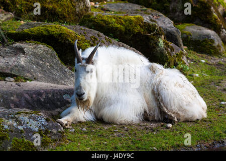 Bergziege (Oreamnos Americanus). Stockfoto