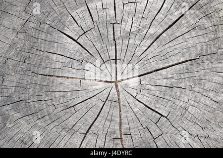 Detail des geschnittenen Baumstammes - Restringe Stockfoto