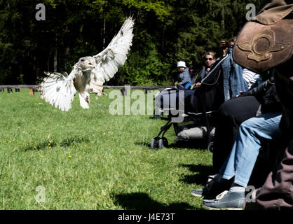 Einen westlichen sibirischen Uhu (Bubo Bubo Sibiricus) fliegt während einer Show auf der Wildpark-Wildpark in Poing, Deutschland, 10. Mai 2017. Foto: Alexander Heinl/dpa Stockfoto