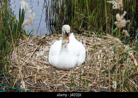 Frau Schwan sitzen auf ein Nest im Schilf von einem Teich Stockfoto