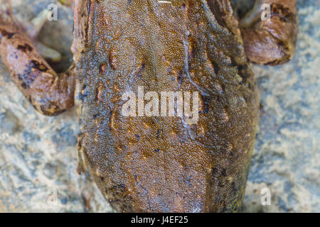 Closeup Haut des asiatischen Fluss Frosch oder riesigen asiatischen Fluss Frosch im Wald Stockfoto