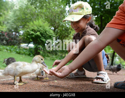 Ein nettes Mädchen, Fütterung Entenküken im Park Jardim da Estrela in Lissabon. Stockfoto