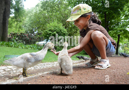 Ein nettes Mädchen, Fütterung Entenküken im Park Jardim da Estrela in Lissabon. Stockfoto