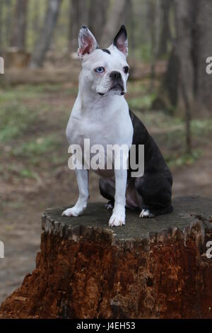 Ein blauäugiger Boston Terrier Fotoshooting Stockfoto