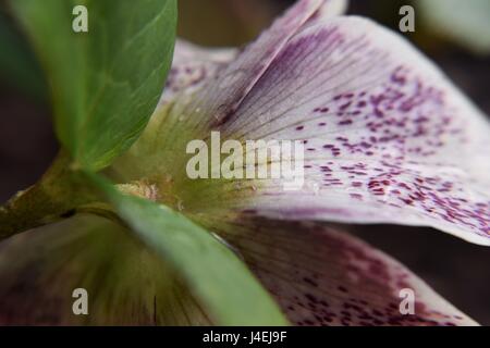 Nieswurz Blüte Stockfoto