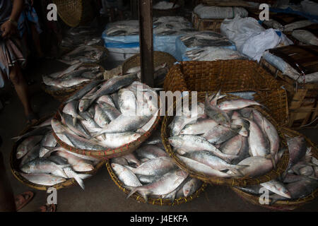 Hilsha Fische verkaufen auf dem Großmarkt Station Road in Chandpur, Bangladesch. Stockfoto