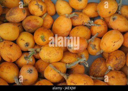 Mispel ist ein großer immergrüner Strauch oder kleiner Baum, gerundete Krone, kurzen Rüssel und wollig neue Zweige. Stockfoto