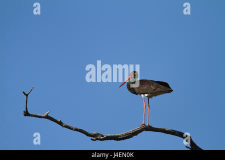 Ein schwarzer Storch auf einem Ast, Kopacki rit Stockfoto