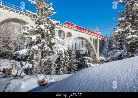 Der rote Zug auf Viadukt umgeben von verschneiten Wäldern, Cinuos-Chel, Kanton Graubünden, Engadin, Schweiz, Europa Stockfoto