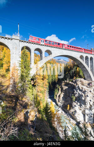 Der rote Zug auf Viadukt, umgeben von bunten Wäldern, Cinuos-Chel, Kanton Graubünden, Engadin, Schweiz, Europa Stockfoto