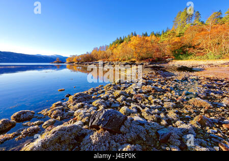 Eine herbstliche Aussicht an einem ruhigen sonnigen Morgen an den Ufern des Loch Sunart in Ardnamurchan Halbinsel, die schottischen Highlands, UK Stockfoto