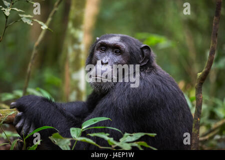 Schimpanse (Pan Troglodytes), Kibale Nationalpark, Uganda, Afrika Stockfoto