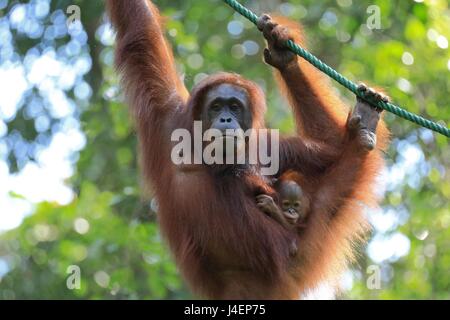 Bornean Orangutan Mutter und Baby, Borneo, Malaysia, Südostasien, Asien Stockfoto