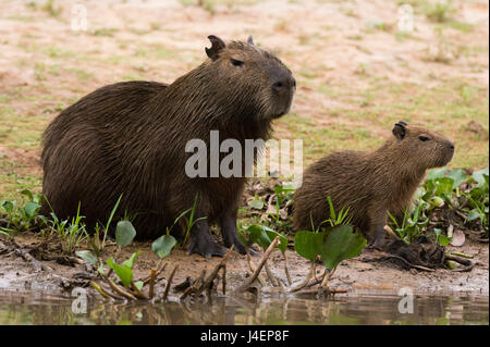 Erwachsene und junge Capybara (Hydrochaeris Hydrochaeris) auf Cuiaba Flussufer, Pantanal, Mato Grosso, Brasilien, Südamerika Stockfoto