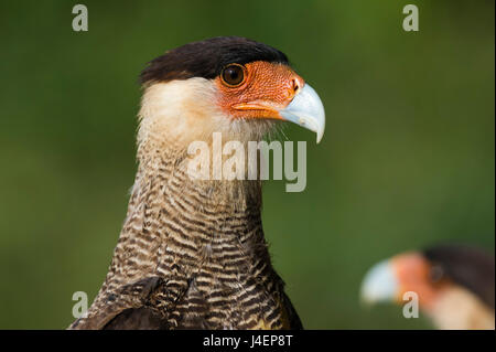 Crested Karakara (Caracara Plancus), Pantanal, Mato Grosso, Brasilien, Südamerika Stockfoto