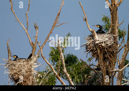 Großer Kormoran-Verschachtelung Kolonie in Kopački Rit, Kroatien Stockfoto