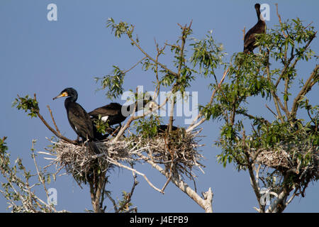 Großer Kormoran-Verschachtelung Kolonie in Kopački Rit, Kroatien Stockfoto