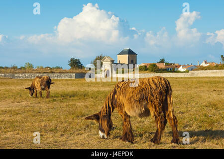 Wollige Esel, eine seltene Art (Baudet du Poitou) einst weiterhin Salz, St. Martin de Ré, Ile de Re, Charente-Maritime, Frankreich Stockfoto