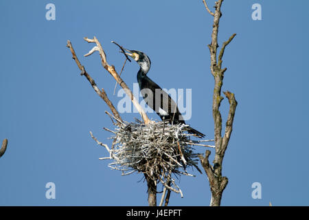 Großer Kormoran-Verschachtelung Kolonie in Kopački Rit, Kroatien Stockfoto