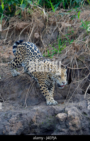 Junge Jaguar (Panthera Onca) am Flussufer, stalking, Cuiaba River, Pantanal, Bundesstaat Mato Grosso, Brasilien, Südamerika Stockfoto