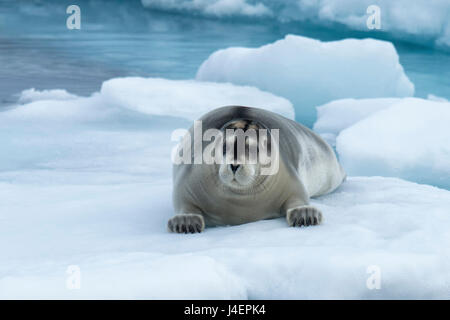 Bärtige Siegel (Erignathus Barbatus) Verlegung auf Packeis, Spitzbergen-Island, Spitzbergen, Arktis, Norwegen, Skandinavien Stockfoto