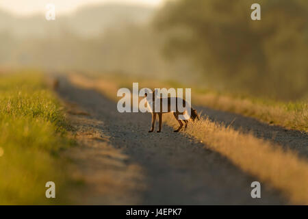 Rotfuchs aus Kopački Rit, Kroatien Stockfoto